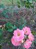 Peach Drift ® rose photo