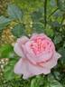 Mauritia rose photo