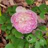 Blue Moon Stone rose photo
