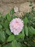 Jacques Cartier rose photo