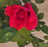 Old Smoothie rose photo