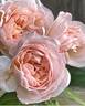 Sweet Juliet rose photo