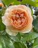 Sweet Juliet rose photo