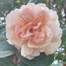 Sweet Juliet rose photo