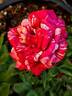 Avant-Garde rose photo