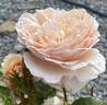 Tropicana rose photo