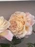 Tropicana rose photo