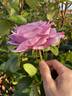 The Pride rose photo