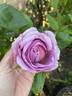 The Pride rose photo
