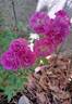 Allevia rose photo