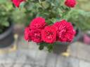 Palatina Traviata rose photo