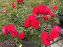 Palatina Traviata rose photo