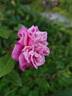 Comtesse Emmeline de Guigné rose photo