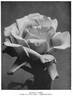 Maman Cochet rose photo