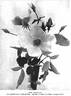 Irish Elegance rose photo