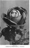 Tom Wood rose photo