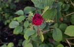 La Belle Sultane rose photo