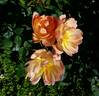 The Lark Ascending rose photo