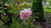 François Juranville rose photo