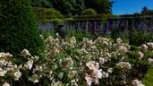 Margaret Merril rose photo