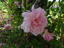 François Juranville rose photo
