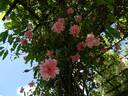 François Juranville rose photo