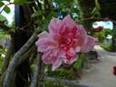 François Juranville rose photo