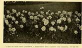 Lady Ashtown rose photo