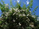 Rambling Rector rose photo