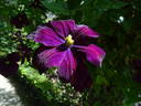 Voluceau clematis photo