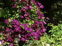 Voluceau clematis photo