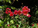 Morning Mist rose photo