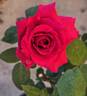 Old Smoothie rose photo