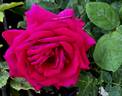 Old Smoothie rose photo