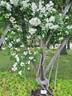 Aksel Olsen rose photo