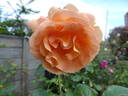 Bengali rose photo