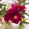 Indica purpurea rose photo
