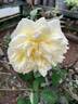 VIRaussie rose photo