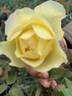 VIRaussie rose photo