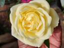 VIRaussie rose photo