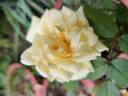 VIRaussie rose photo