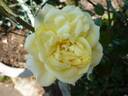 VIRaussie rose photo