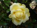 VIRaussie rose photo