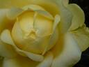 VIRaussie rose photo