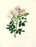 Common Sweet-Briar rose photo