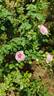 Mon Coeur rose photo