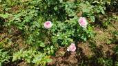Mon Coeur rose photo