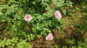 Mon Coeur rose photo