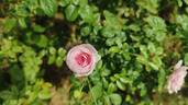 Mon Coeur rose photo