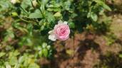 Mon Coeur rose photo